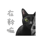 苦悩の黒猫（グリーンの目Ver.）（個別スタンプ：23）