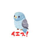 セキセイインコの楽しいスタンプセット（個別スタンプ：1）