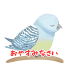 セキセイインコの楽しいスタンプセット（個別スタンプ：5）