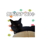 黒猫ジジくんの日常会話【改訂版】（個別スタンプ：7）