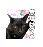 黒猫ジジくんの日常会話【改訂版】（個別スタンプ：8）