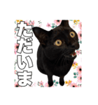 黒猫ジジくんの日常会話【改訂版】（個別スタンプ：9）