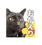 黒猫ジジくんの日常会話【改訂版】（個別スタンプ：10）