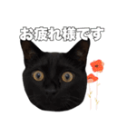 黒猫ジジくんの日常会話【改訂版】（個別スタンプ：13）