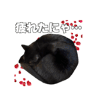 黒猫ジジくんの日常会話【改訂版】（個別スタンプ：14）