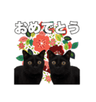 黒猫ジジくんの日常会話【改訂版】（個別スタンプ：17）