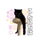 黒猫ジジくんの日常会話【改訂版】（個別スタンプ：21）