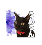 黒猫ジジくんの日常会話【改訂版】（個別スタンプ：29）