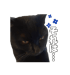 黒猫ジジくんの日常会話【改訂版】（個別スタンプ：31）