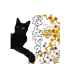 黒猫ジジくんの日常会話【改訂版】（個別スタンプ：34）