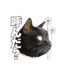 黒猫ジジくんの日常会話【改訂版】（個別スタンプ：36）