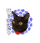 黒猫ジジくんの日常会話【改訂版】（個別スタンプ：37）