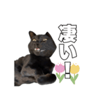 黒猫ジジくんの日常会話【改訂版】（個別スタンプ：38）