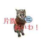 にゃまこ こわいにゃろ～！（個別スタンプ：2）