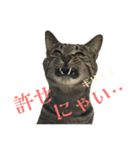 にゃまこ こわいにゃろ～！（個別スタンプ：6）