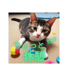 猫の汎用的な日常のあいさつ（個別スタンプ：7）