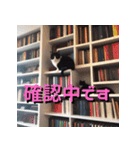 猫の汎用的な日常のあいさつ（個別スタンプ：36）