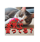 猫の汎用的な日常のあいさつ（個別スタンプ：40）