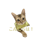 猫スタンプ・りっくん（個別スタンプ：1）