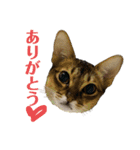 猫スタンプ・りっくん（個別スタンプ：2）