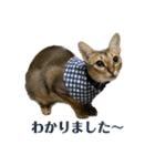 猫スタンプ・りっくん（個別スタンプ：3）