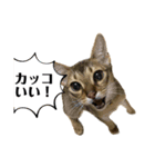猫スタンプ・りっくん（個別スタンプ：4）