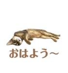 猫スタンプ・りっくん（個別スタンプ：5）