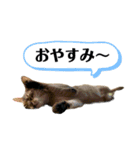 猫スタンプ・りっくん（個別スタンプ：8）