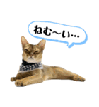 猫スタンプ・りっくん（個別スタンプ：9）