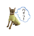 猫スタンプ・りっくん（個別スタンプ：10）