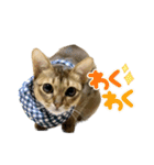 猫スタンプ・りっくん（個別スタンプ：11）