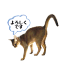 猫スタンプ・りっくん（個別スタンプ：14）