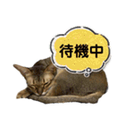 猫スタンプ・りっくん（個別スタンプ：18）