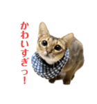 猫スタンプ・りっくん（個別スタンプ：19）