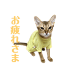猫スタンプ・りっくん（個別スタンプ：20）