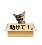 猫スタンプ・りっくん（個別スタンプ：23）