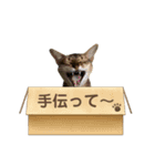 猫スタンプ・りっくん（個別スタンプ：24）