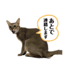 猫スタンプ・りっくん（個別スタンプ：26）
