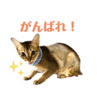 猫スタンプ・りっくん（個別スタンプ：27）