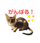 猫スタンプ・りっくん（個別スタンプ：28）