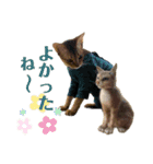 猫スタンプ・りっくん（個別スタンプ：29）