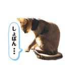 猫スタンプ・りっくん（個別スタンプ：30）