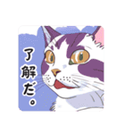 様々な表情をする猫3（個別スタンプ：13）