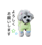 プードル姫子（個別スタンプ：4）