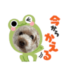 M家のわんにゃんスタンプ（個別スタンプ：3）