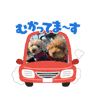 M家のわんにゃんスタンプ（個別スタンプ：4）