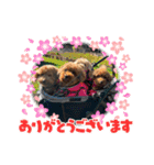 M家のわんにゃんスタンプ（個別スタンプ：5）