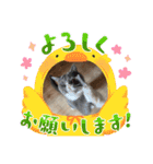 M家のわんにゃんスタンプ（個別スタンプ：6）