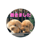 M家のわんにゃんスタンプ（個別スタンプ：9）