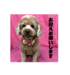 M家のわんにゃんスタンプ（個別スタンプ：10）